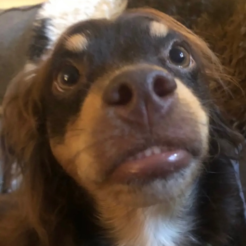 Meet your Posher, Carlin